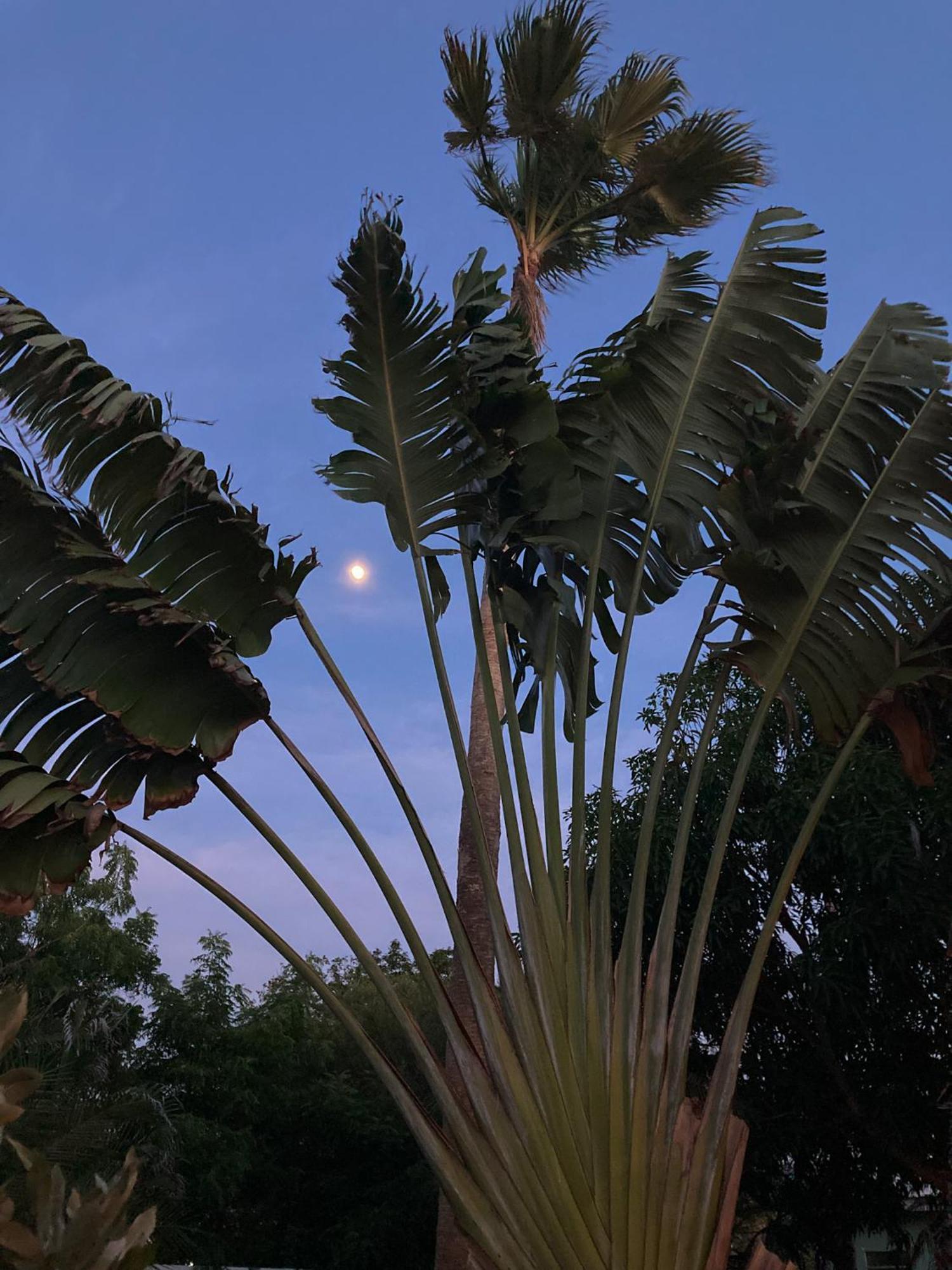 يلمستاد Woodstock Palmresort Curacao المظهر الخارجي الصورة